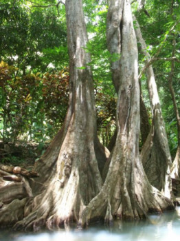 Zeitgenössisches Werk mit dem Titel « Les arbres en évidence », Erstellt von SEIDITADENISEART