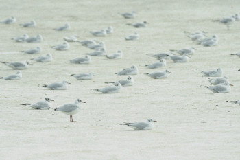 MOUETTES SUR TERRE Auf der ARTactif-Website