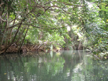 Zeitgenössisches Werk mit dem Titel « La rivière boisée », Erstellt von SEIDITADENISEART