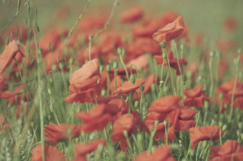 LES COQUELICOTS Auf der ARTactif-Website