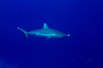 Requin de récif et son pilote Auf der ARTactif-Website