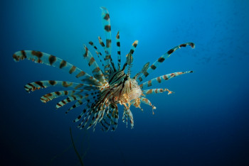 Pterois volitans Auf der ARTactif-Website