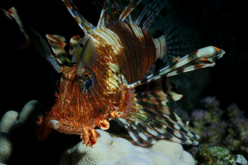 Pterois volitans 1 Auf der ARTactif-Website