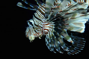 Pterois volitans 2 Auf der ARTactif-Website