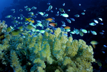 Banc de chromis Auf der ARTactif-Website