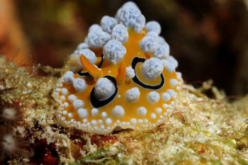 Nudibranche 1 1 Auf der ARTactif-Website