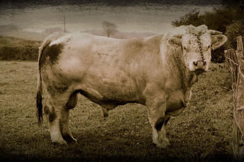 Zeitgenössisches Werk mit dem Titel « Max, le Charolais », Erstellt von JOëL CADIOU