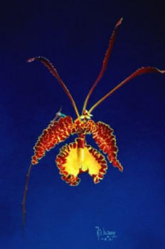 Zeitgenössisches Werk mit dem Titel « ONCIDIUM KRAMERIANUM », Erstellt von MICHEL MICHAUX