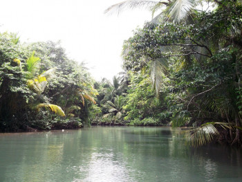 Zeitgenössisches Werk mit dem Titel « La rivière des Indiens des Caraïbes 2 », Erstellt von SEIDITADENISEART