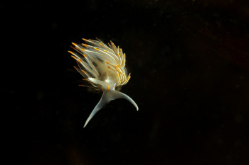 NUDIBRANCHE OPALESCENT(hermissendra crassicornis) Auf der ARTactif-Website