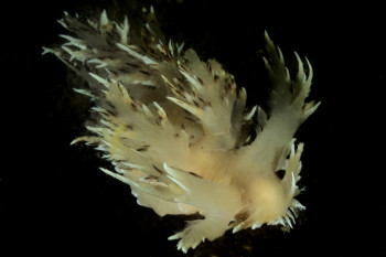 NUDIBRANCHE GÉANT Auf der ARTactif-Website