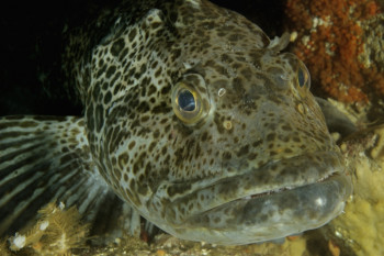 PORTRAIT D'UN LINGCOD Auf der ARTactif-Website