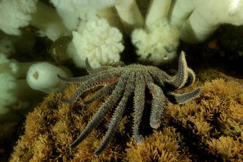 UNE ÉTOILE DE MER TOURNESOL S'APPROCHE D'UNE COLONIE D'ANÉMONES PLUMEUSES Auf der ARTactif-Website