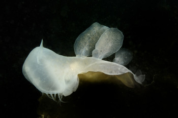 NUDIBRANCHE 1 2 Auf der ARTactif-Website