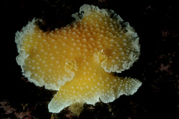 NUDIBRANCHE JAUNE Auf der ARTactif-Website