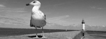 LE GOËLAND DE L'ÎLE DE GROIX Auf der ARTactif-Website