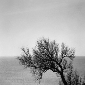 L'ARBRE ET LA MER Auf der ARTactif-Website