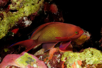 ANTHIAS Auf der ARTactif-Website