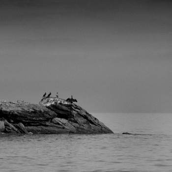 LES CORMORANS DU COB Auf der ARTactif-Website