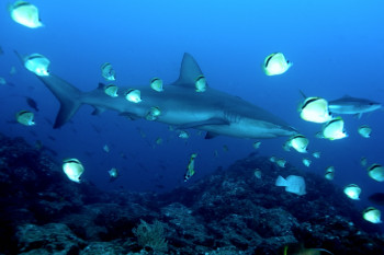 REQUIN DES GALAPAGOS 1 Auf der ARTactif-Website