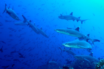 BANC DE REQUINS POINTE BLANCHE Auf der ARTactif-Website