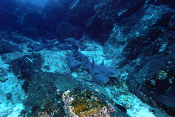 BANC DE REQUINS POINTE BLANCHE 2 Auf der ARTactif-Website