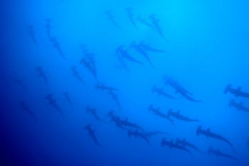 Zeitgenössisches Werk mit dem Titel « BANC DE REQUINS MARTEAU 1 », Erstellt von CHRISTOPHE FABLET