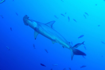 BANC DE REQUINS MARTEAU 4 Auf der ARTactif-Website