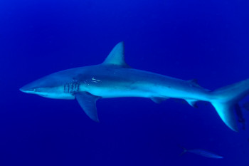 REQUIN DES GALAPAGOS 2 Auf der ARTactif-Website