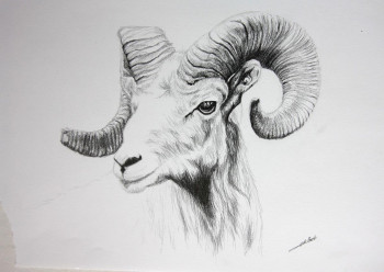 Zeitgenössisches Werk mit dem Titel « Dessin de Mouflon », Erstellt von DE PORET JB