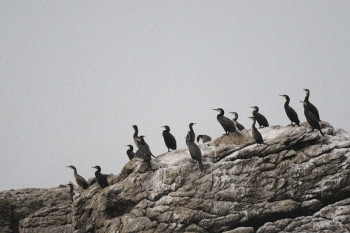 LES CORMORANS DU PILIER Auf der ARTactif-Website