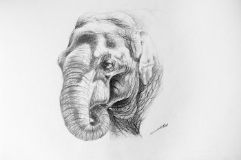 Zeitgenössisches Werk mit dem Titel « Dessin d'elephant 2 », Erstellt von DE PORET JB