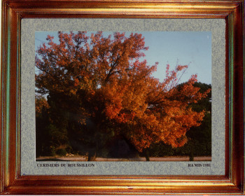 Catalogne nord, cerisier du Roussillon 1981 Auf der ARTactif-Website