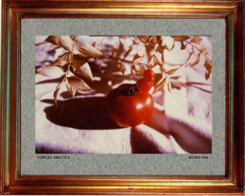 1984 Tomate érectus Auf der ARTactif-Website