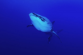 Zeitgenössisches Werk mit dem Titel « Requin baleine », Erstellt von CHRISTOPHE FABLET