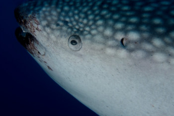 oeil du requin baleine Auf der ARTactif-Website