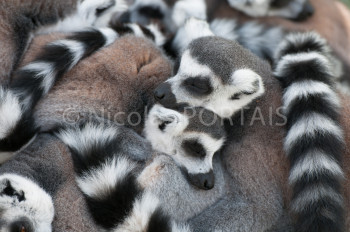 Zeitgenössisches Werk mit dem Titel « Love of Lemurs », Erstellt von NICOLAS PORTAIS