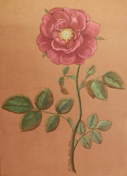 Rose ancienne 2015 Auf der ARTactif-Website