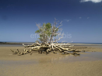 Zeitgenössisches Werk mit dem Titel « Mangrove (Mayotte) », Erstellt von ERIC TRANNOIS