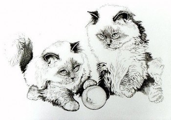 CHATS SACRE DE BIRMANIE Auf der ARTactif-Website