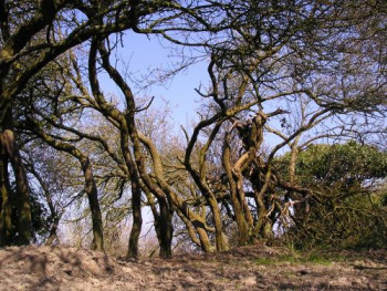 Zeitgenössisches Werk mit dem Titel « arbre sur digue », Erstellt von ANGUS