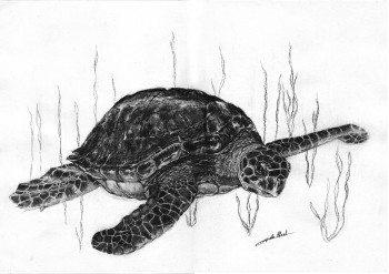 Zeitgenössisches Werk mit dem Titel « Tortue », Erstellt von DE PORET JB