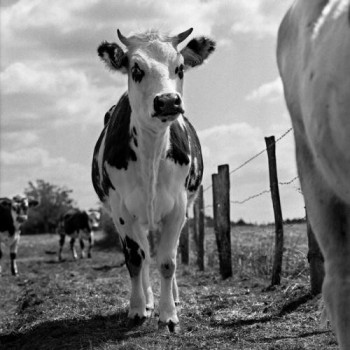 Zeitgenössisches Werk mit dem Titel « Vache n°19 », Erstellt von FLORENCE CHAPUIS