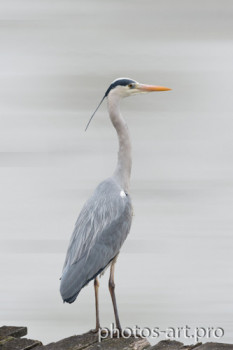 Zeitgenössisches Werk mit dem Titel « The Heron », Erstellt von NICOLAS PORTAIS