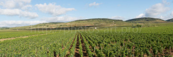 Zeitgenössisches Werk mit dem Titel « Panorama of the Wine of Beaune, Bourgogne », Erstellt von NICOLAS PORTAIS