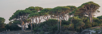 Zeitgenössisches Werk mit dem Titel « Sunset light on the trees », Erstellt von NICOLAS PORTAIS