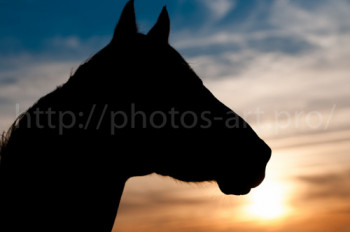 Zeitgenössisches Werk mit dem Titel « Shadow Of Horse », Erstellt von NICOLAS PORTAIS