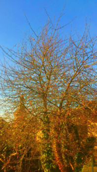 Zeitgenössisches Werk mit dem Titel « SOLEIL   MATINAL   SUR    UN    ARBRE   SANS  FEUILLE  », Erstellt von ASGRAPHE2023