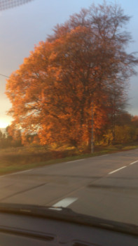 Zeitgenössisches Werk mit dem Titel « AUTOMNE   2016  -  HAUTE   CORREZE - SUR  LA   ROUTE   DE  SAINT-ANGEL  N2 », Erstellt von ASGRAPHE2023