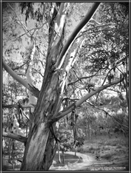 L'eucalyptus Auf der ARTactif-Website